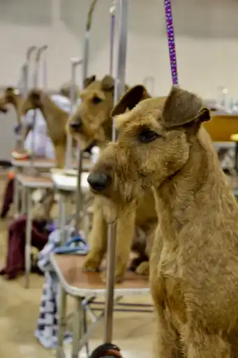 Irish Terrier Show Line-up
